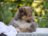 7 chiots Berger des Shetland LOF disponibles à la vente