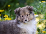 7 chiots Berger des Shetland LOF disponibles à la vente