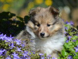 7 chiots Berger des Shetland LOF disponibles à la vente