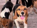 3 chiots Beagles mâles LOF à vendre