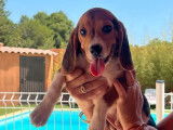 3 chiots Beagles m&acirc;les LOF &agrave; vendre