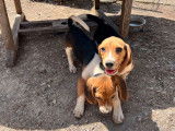 3 chiots Beagles m&acirc;les LOF &agrave; vendre