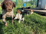 Chiots Épagneuls Bretons tricolores LOF à réserver