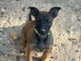 5 chiots Bergers Belges Malinois LOF à réserver