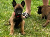 5 chiots Bergers Belges Malinois LOF &agrave; r&eacute;server