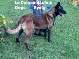 5 chiots Bergers Belges Malinois LOF &agrave; r&eacute;server