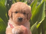2 chiots Goldens Retrievers mâles LOF à réserver