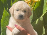 2 chiots Goldens Retrievers mâles LOF à réserver