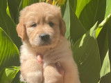 2 chiots Goldens Retrievers mâles LOF à réserver