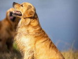 9 chiots Goldens Retrievers LOF à réserver