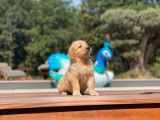 9 chiots Goldens Retrievers LOF à réserver