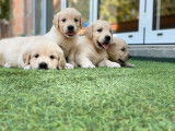 9 chiots Goldens Retrievers LOF à réserver