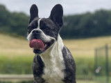 Prête pour l’adoption : chienne Bouledogue Français de 6 ans