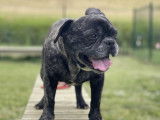 En attente d'une famille : chien Bouledogue Français âgé de 6 ans