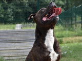 À accueillir : chien American Staffordshire Terrier bringé