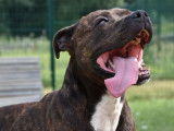 À accueillir : chien American Staffordshire Terrier bringé
