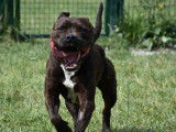 À accueillir : chien American Staffordshire Terrier bringé