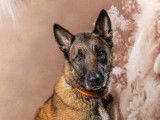 Chienne Berger Malinois de 7 ans en attente d’une famille