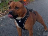 Mâle Staffordshire Bull Terrier disponible pour saillie