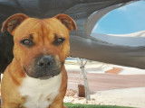 Mâle Staffordshire Bull Terrier disponible pour saillie