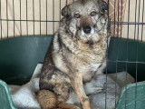 En attente d'un foyer, chienne grise