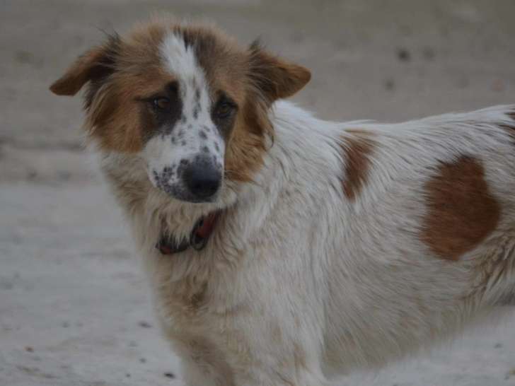 En quête d'une famille : chien roux et blanc