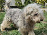 Adoption disponible : chien gris