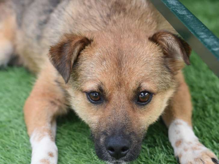 À adopter : chien d'un an