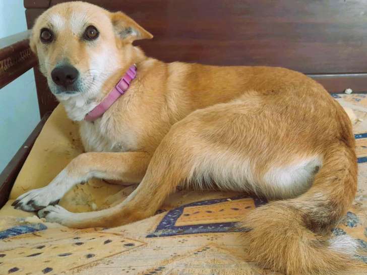 Disponible à l'adoption : chienne fauve