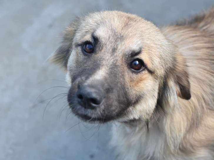 En attente d’un foyer : chien fauve charbonné