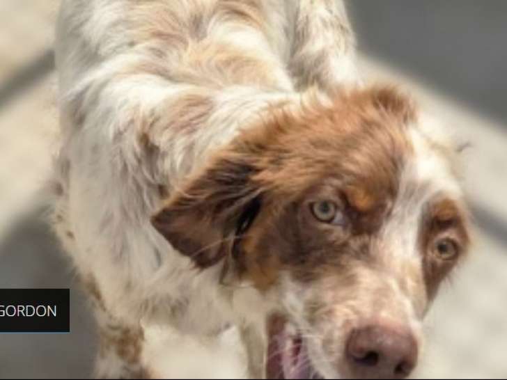 À adopter : chien de 4 ans