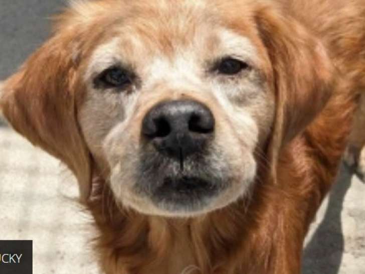 Prêt pour l'adoption : chien de 11 ans