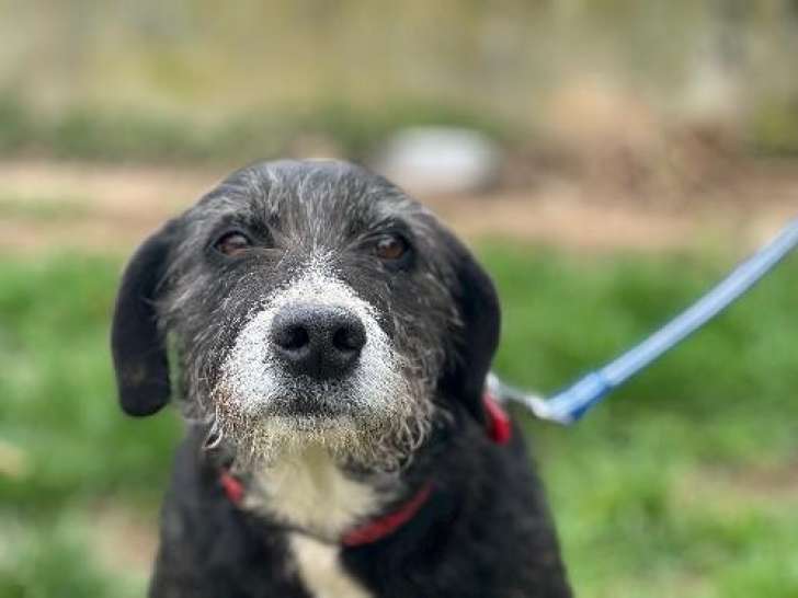 Disponible à l'adoption, chienne de 4 ans