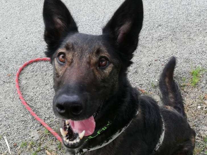 À accueillir, chienne Berger Malinois noir et feu