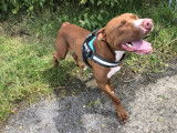 En attente d'adoption : chien marron et blanc