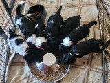 Chiots grand Caniche à réserver