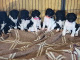 Chiots grand Caniche à réserver