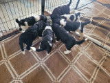 Chiots grand Caniche à réserver