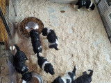 Chiots grand Caniche à réserver