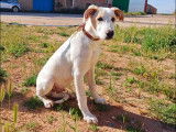 Chiot mâle blanc à adopter