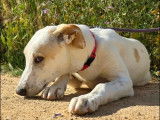 Chiot mâle blanc à adopter