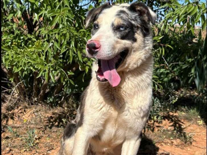 Chien beige disponible à l'adoption