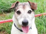 Chien adulte Jack Russell à la recherche d'une famille
