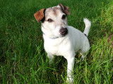Chien adulte Jack Russell à la recherche d'une famille