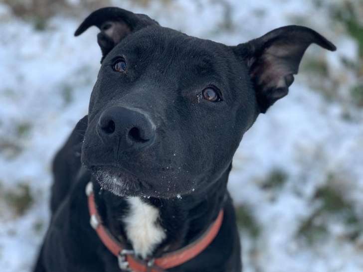 À adopter, chiot mâle