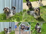 Disponible à l'adoption, chien Teckel
