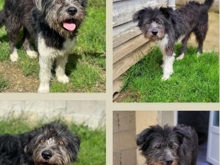 En attente d'adoption, chien Griffon tricolore