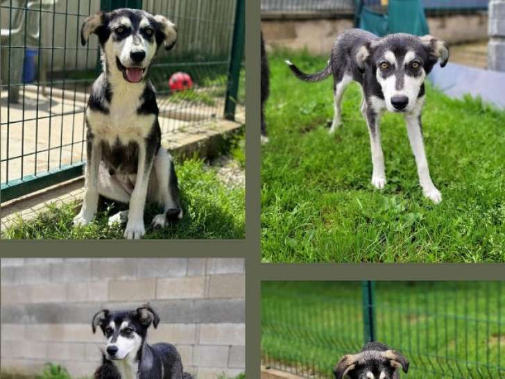 À la recherche d'une famille, chiot femelle de 8 mois