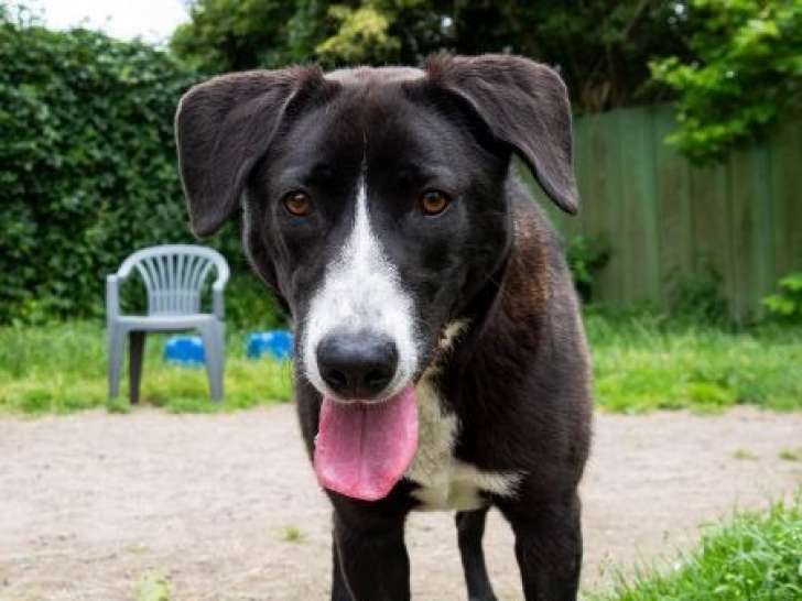 Chienne bringée à la recherche d’un foyer