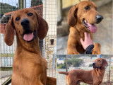 À adopter : chien adulte de 8 ans